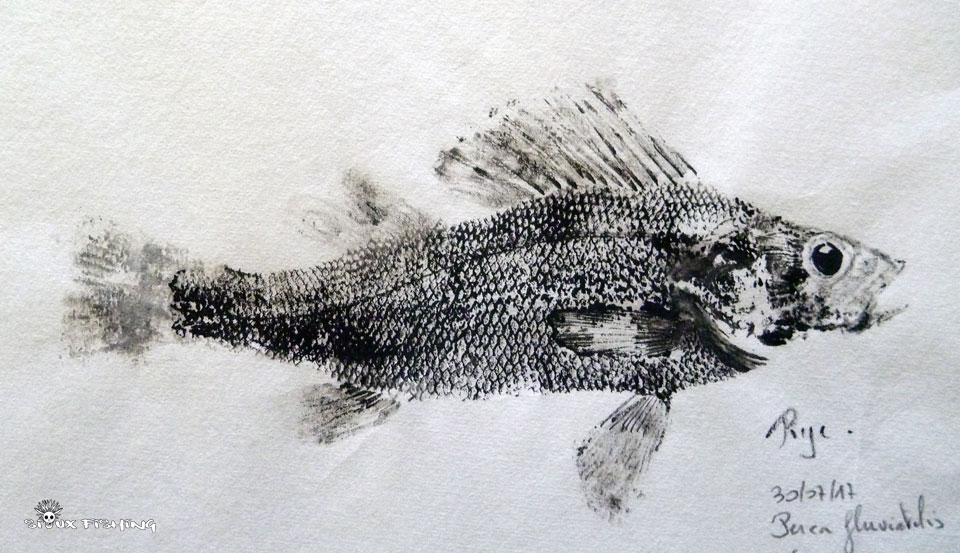 Gyotaku de perche commune de Saône Gyotaku de perche commune de Saône