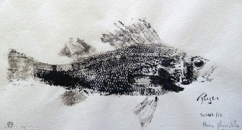 Gyotaku de perche commune de Saône Gyotaku de perche commune de Saône