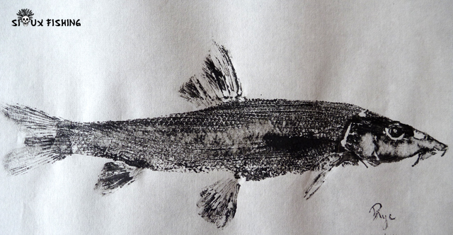 Gyotaku de barbeau