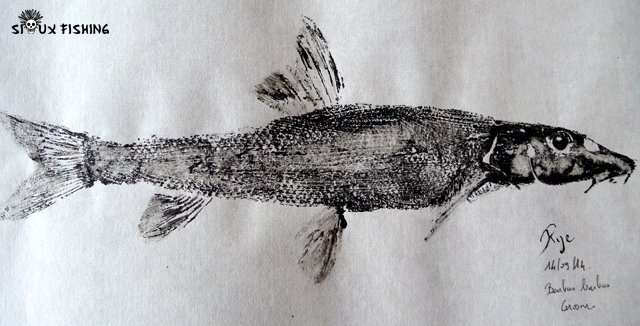 Gyotaku de barbeau