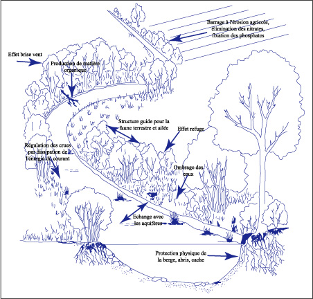rôle de la ripisylve