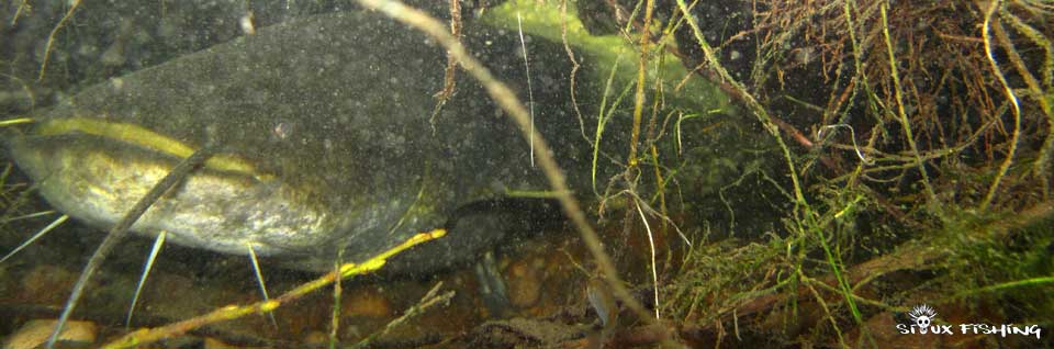Silure du Doubs Silure du Doubs
