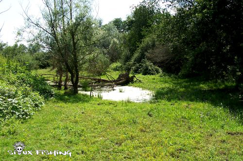 Bras mort de Loire en période estivale
