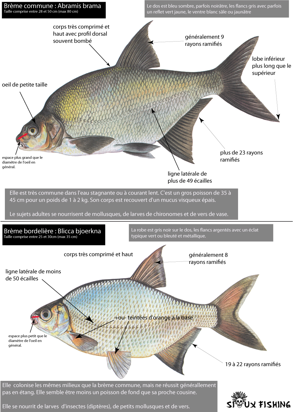 distinction brème commune et brème bordelièe