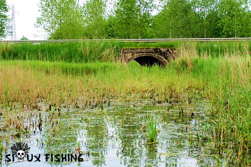 zone propice à la reproduction du brochet