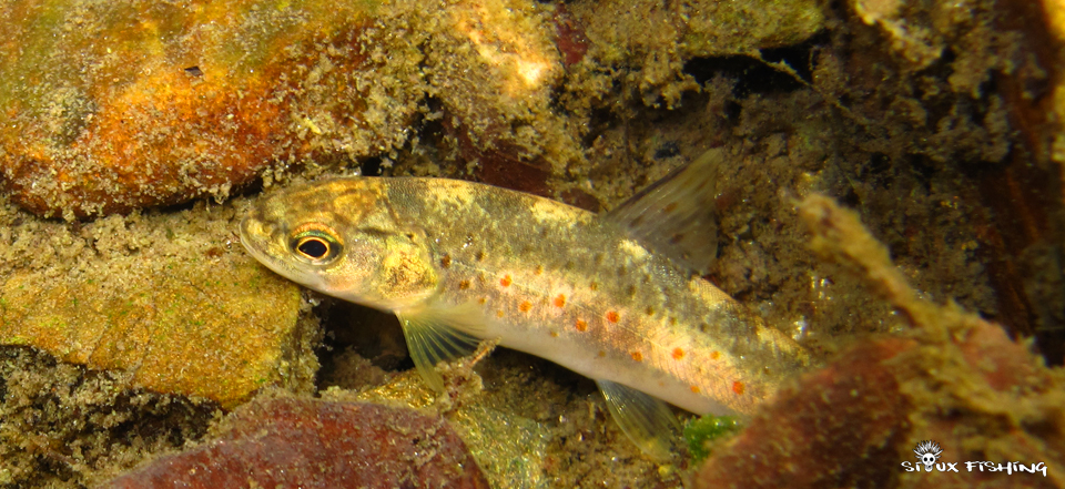 Truite du Gardon de Sainte Croix Truite du Gardon de Sainte Croix