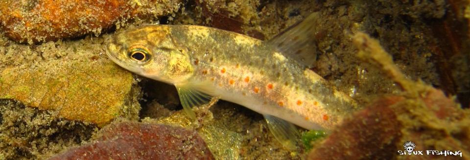 Truite d'une gardon de Sainte Croix Truite d'une gardon de Sainte Croix, une rivière Cévenole