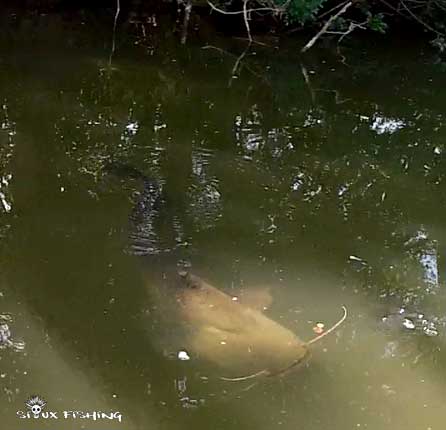 Silure de Seille à la recherche de corbicule