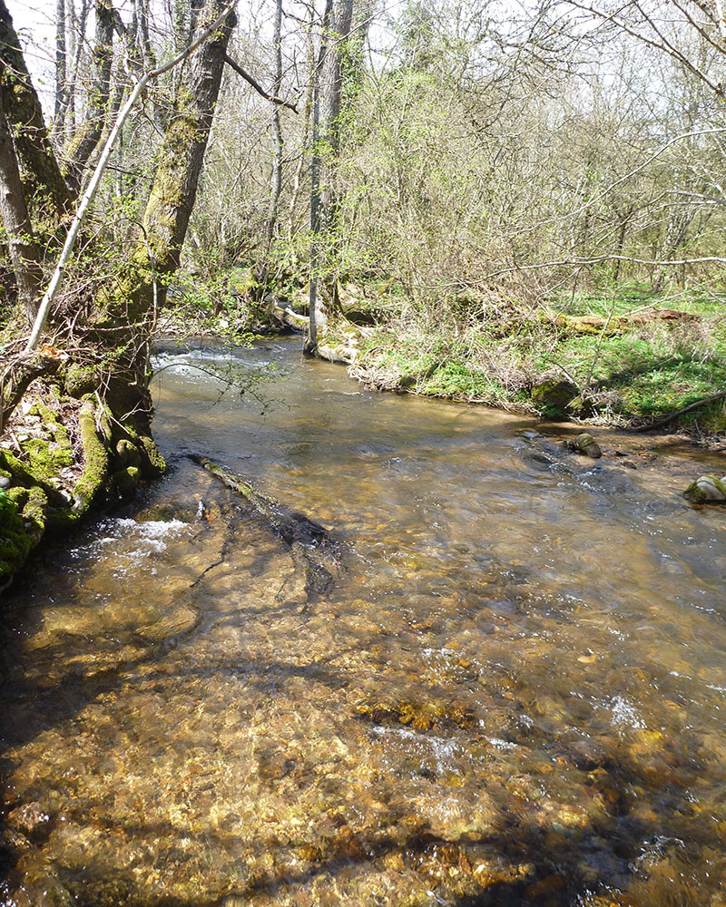 Bonne nouvelle pour la lote
