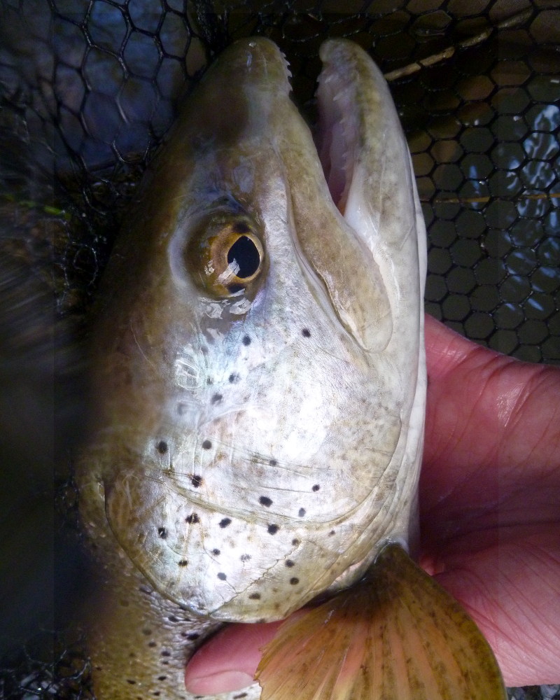 Très grosse truite sur l'Ain.