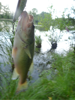 Petit black de la Vieile Seille au Sammy