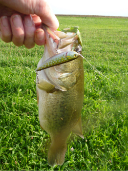 Petit black de la Vieile Seille au Sammy