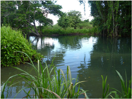 Moustik rivière de Guadeloupe