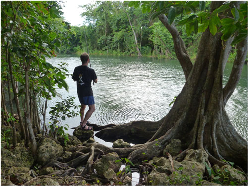 Moustik rivière de Guadeloupe