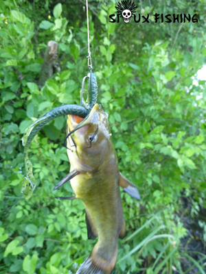 Poisson chat pris avec une imitation de vers de Lézard