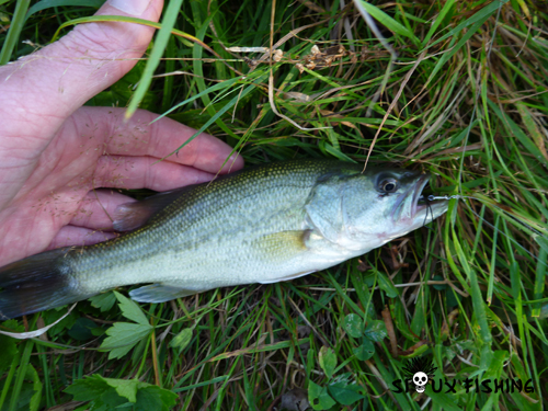 Bass pris avec une imitation de vers de terre