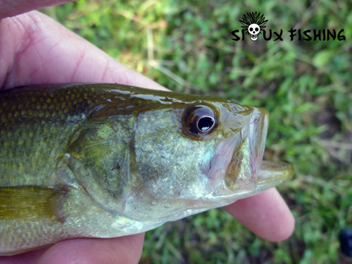 Bass pris avec une imitation de lézard