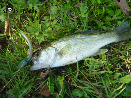 Bass prise avec une imitation de vers de terre