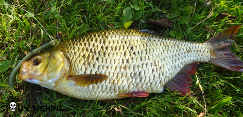 Gros rotengle prise avec une imitation de vers de terre