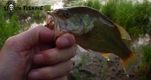 Petit black bass pris avec une imitation de Lézard