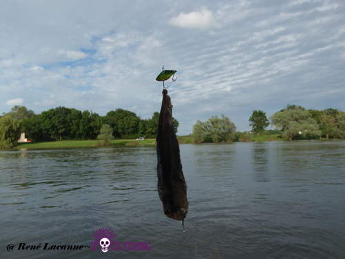 Pêche en kayak en Saône à Tournus