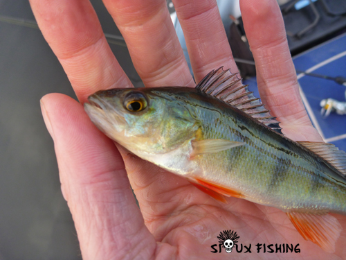 Perchette des Settons