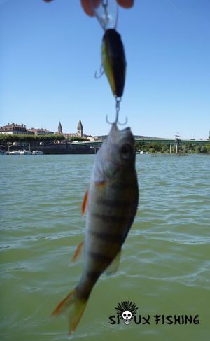 Perchette de Saône au Deep Diving Chubby
