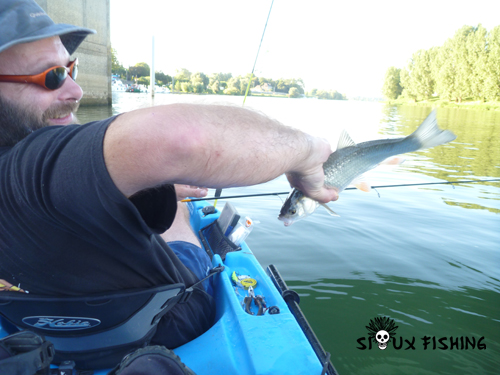 Chevesne de Saône au Deep Diving Chubby