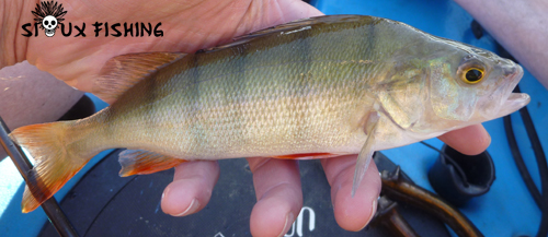 Perchette de Saône au Deep Diving Chubby