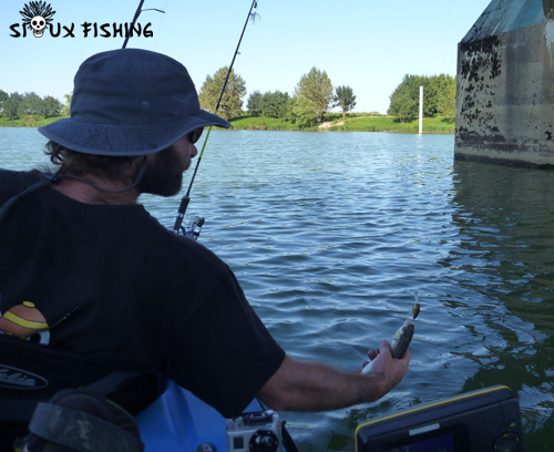 chevesne de Saône au Deep Diving Chubby