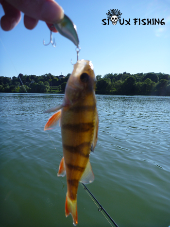 Perchette de Saône au Deep Diving Chubby