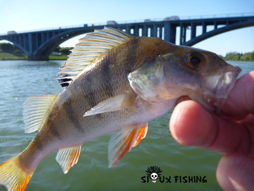 Perchette de Saône au Harima Kozo Spin