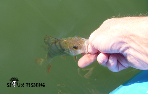 Perchette de Saône au Deep Diving Chubby