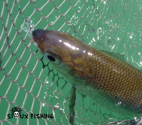 Corégone du lac Chalain