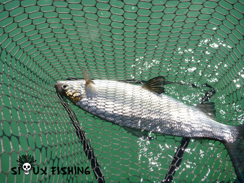 Corégone du lac Chalain