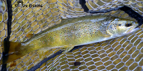 Truite du Jura