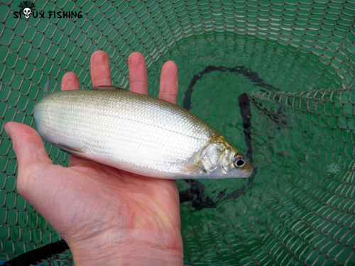 Corégone du Lac Chalain