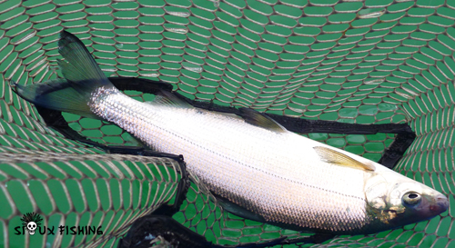 Corégone du Lac Chalain