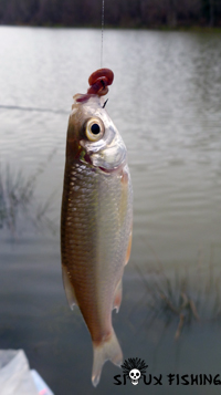 Rotengle en carpodrome