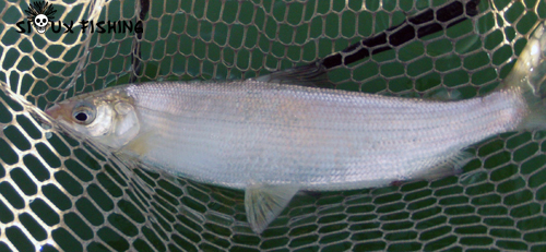 Corégone du Lac Chalain