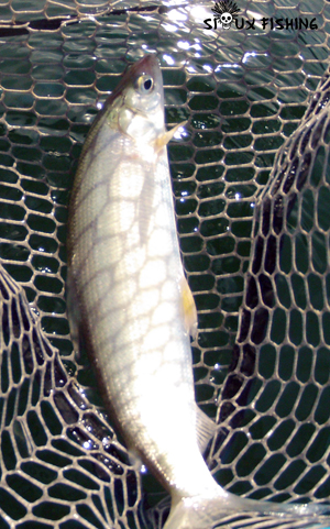 Corégone du Lac Chalain