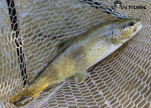 Corégone du Lac Chalain