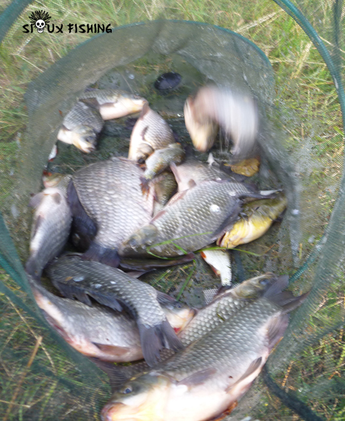 Friture de Vieille Seille