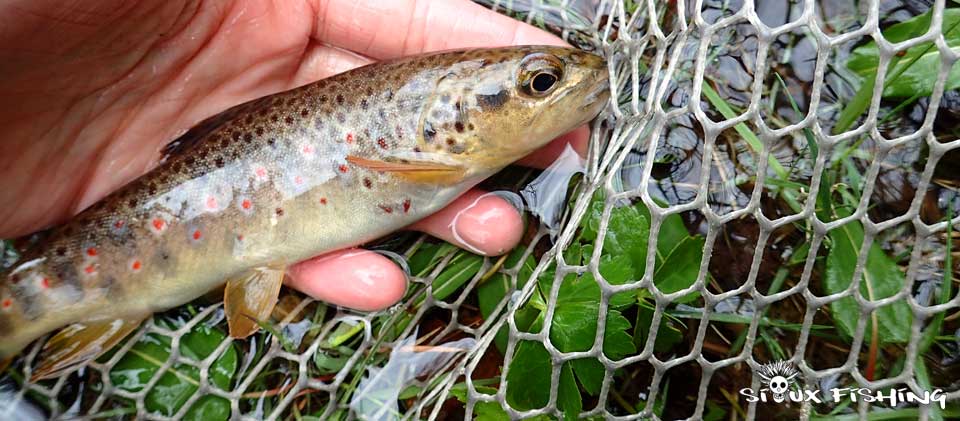 Truite du Morvan