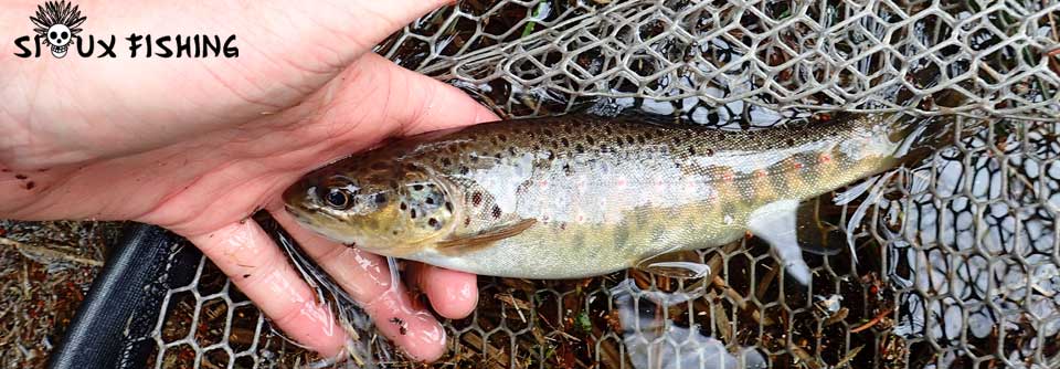 Truite du Morvan