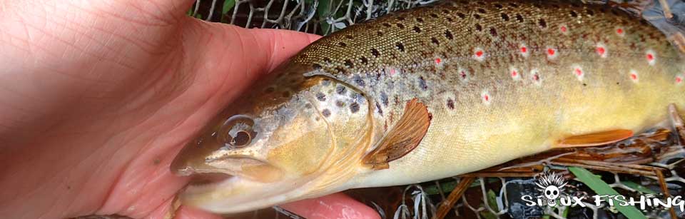 Truite du Morvan