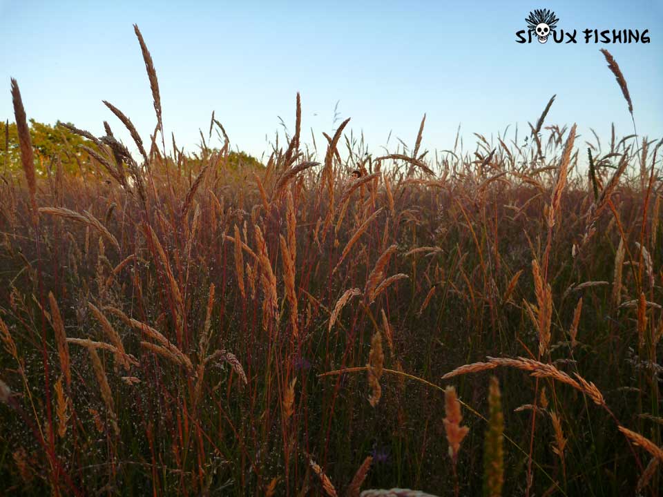 Prairie de Vieille Seille
