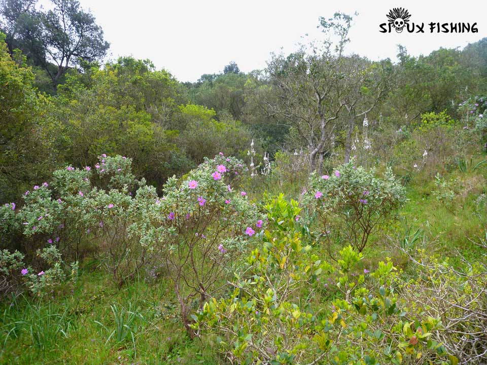 Plantes méditerannée