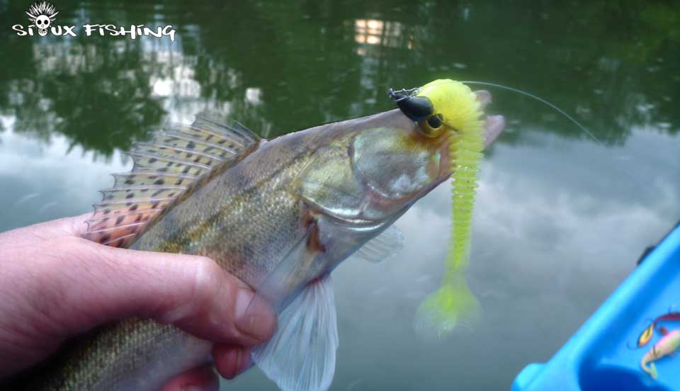 Petit sandre de seille