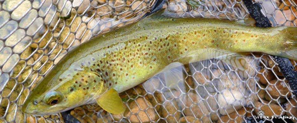 truite de la Haute rivière d'Ain